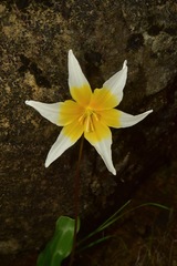 Erythronium helenae
