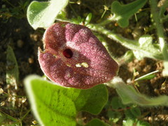 Aristolochia peninsularis