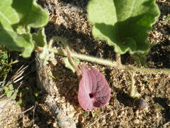 Aristolochia peninsularis