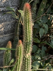 Nyctocereus