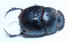 Metacatharsius opacus