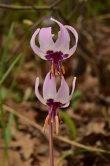 Erythronium hendersonii