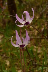 Erythronium hendersonii