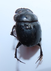 Metacatharsius opacus