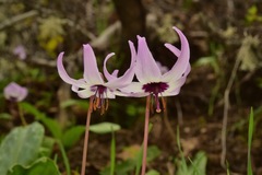Erythronium hendersonii