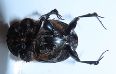 Metacatharsius opacus