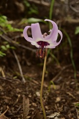 Erythronium hendersonii