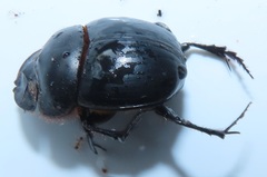 Metacatharsius opacus