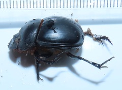 Metacatharsius opacus