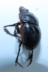 Metacatharsius opacus