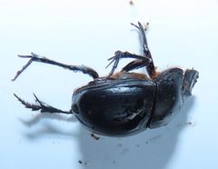 Metacatharsius opacus