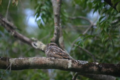 Chordeiles acutipennis