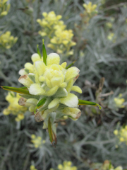 Castilleja hololeuca