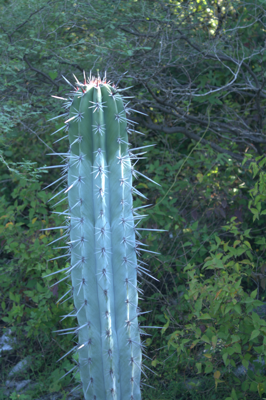 Image of Pachycereus weberi by (c) Rafael Cano, some rights reserved (CC BY)
