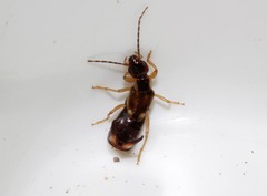 Forficula lurida