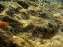 Parablennius incognitus