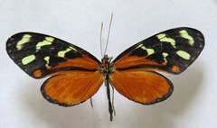 Mechanitis polymnia isthmia