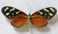 Mechanitis polymnia isthmia