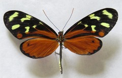 Mechanitis polymnia isthmia