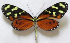 Mechanitis polymnia isthmia