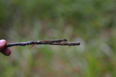 Anolis lionotus