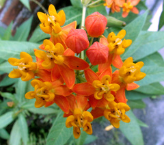 Asclepias curassavica