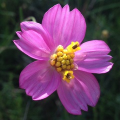 Cosmos crithmifolius