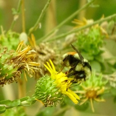 Bombus bifarius