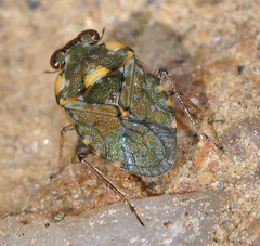 Ochterus marginatus