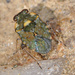 Velvety Shore Bugs - Photo (c) faluke, some rights reserved (CC BY-NC), uploaded by faluke
