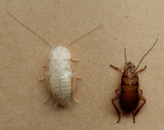 Drymaplaneta semivitta