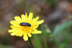 Acmaeodera ottomana