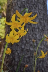 Erythronium pluriflorum