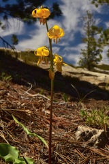 Erythronium pluriflorum
