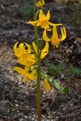 Erythronium pluriflorum