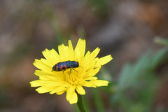 Acmaeodera ottomana