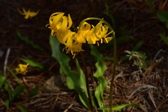 Erythronium pluriflorum