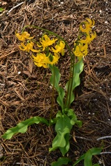 Erythronium pluriflorum