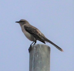 Mimus gilvus