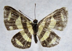 Baeotis zonata zonata