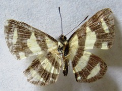 Baeotis zonata zonata