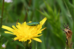 Anthaxia scorzonerae