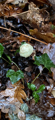 Fungi
