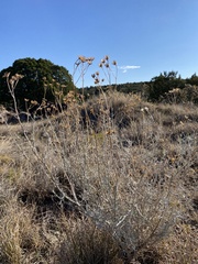 Senecio flaccidus flaccidus