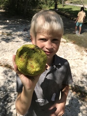 Maclura pomifera