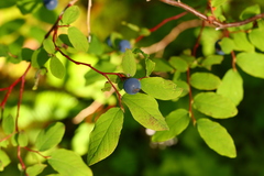 Vaccinium alaskaense