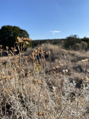 Senecio flaccidus flaccidus