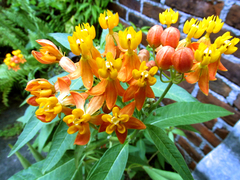 Asclepias curassavica