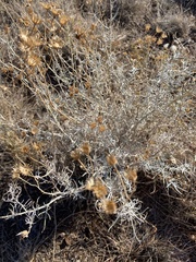 Senecio flaccidus flaccidus