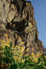 Erythronium pusaterii